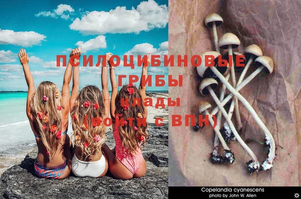 прущие грибы Абаза