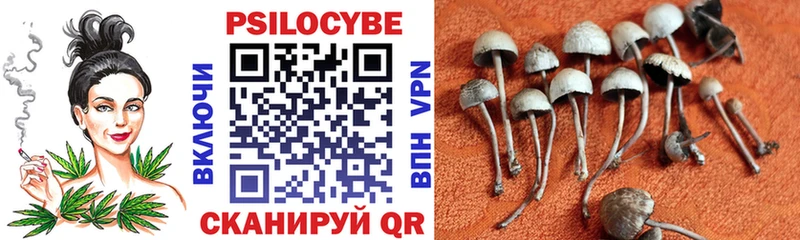 где купить наркоту Харабали Псилоцибиновые грибы Cubensis